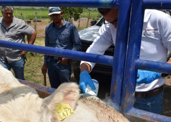 Sonora suma 30 casos de gusano barrenador y refuerza control con 30 millones de moscas estériles