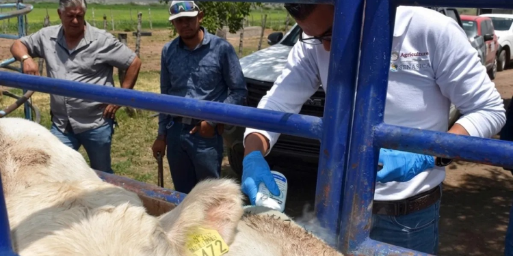Sonora suma 30 casos de gusano barrenador y refuerza control con 30 millones de moscas estériles