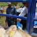 Sonora suma 30 casos de gusano barrenador y refuerza control con 30 millones de moscas estériles
