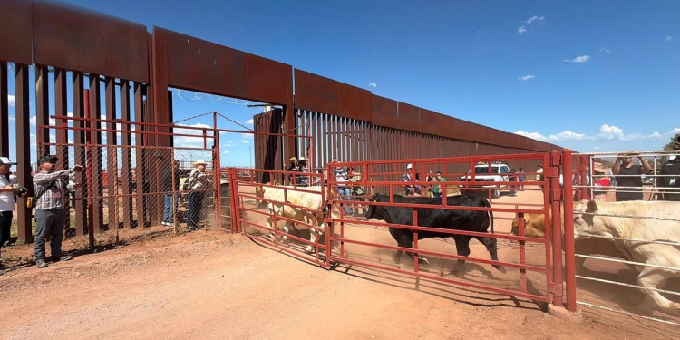 Exportación de ganado sonorense a EU se reanudaría esta semana tras adecuaciones en estación de Agua Prieta