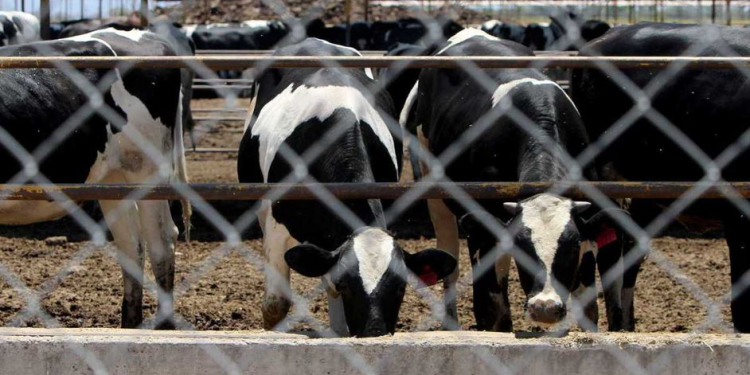Reabren frontera de Sonora con Estados Unidos para exportación del ganado