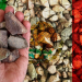 El Servicio Geológico Mexicano destinará US$16 millones a litio, minerales críticos y radiactivos