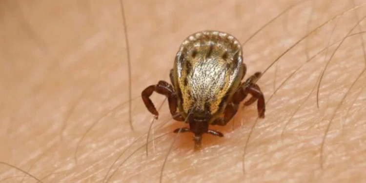 Rickettsia deja dos muertes en San Luis Río Colorado