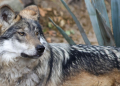 Santuario Advierte Retroceso de 50 Años en Cuidado del Lobo Mexicano por Orden de Trump