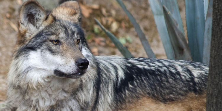 Santuario Advierte Retroceso de 50 Años en Cuidado del Lobo Mexicano por Orden de Trump