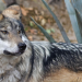 Santuario Advierte Retroceso de 50 Años en Cuidado del Lobo Mexicano por Orden de Trump