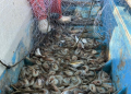 Por sexta temporada consecutiva, iniciará pesca de camarón con redes prohibidas