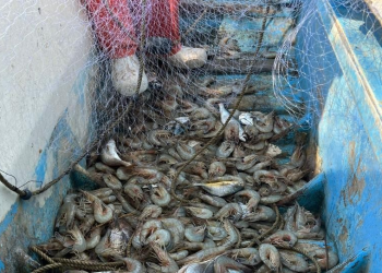 Por sexta temporada consecutiva, iniciará pesca de camarón con redes prohibidas