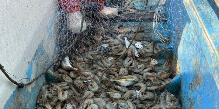 Por sexta temporada consecutiva, iniciará pesca de camarón con redes prohibidas