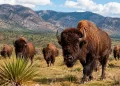 Llegaron en 2009 siendo solo 23 y ahora son 500: el experimento que regresó los bisontes a México tras desaparecer por la caza humana