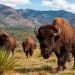 Llegaron en 2009 siendo solo 23 y ahora son 500: el experimento que regresó los bisontes a México tras desaparecer por la caza humana