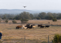 Alrededor de 200 drones equipados con visión térmica que vigilaban la frontera con México ahora sobrevuelan ranchos en Texas para buscar animales infestados por el gusano barrenador, un parásito que devora tejido vivo