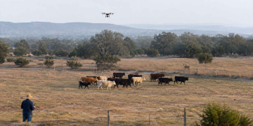 Alrededor de 200 drones equipados con visión térmica que vigilaban la frontera con México ahora sobrevuelan ranchos en Texas para buscar animales infestados por el gusano barrenador, un parásito que devora tejido vivo