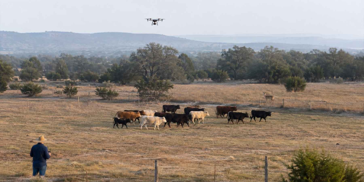 Alrededor de 200 drones equipados con visión térmica que vigilaban la frontera con México ahora sobrevuelan ranchos en Texas para buscar animales infestados por el gusano barrenador, un parásito que devora tejido vivo