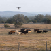 Alrededor de 200 drones equipados con visión térmica que vigilaban la frontera con México ahora sobrevuelan ranchos en Texas para buscar animales infestados por el gusano barrenador, un parásito que devora tejido vivo