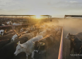 Sobreoferta de carne y gusano barrenador presionan al sector ganadero de México: AMEG
