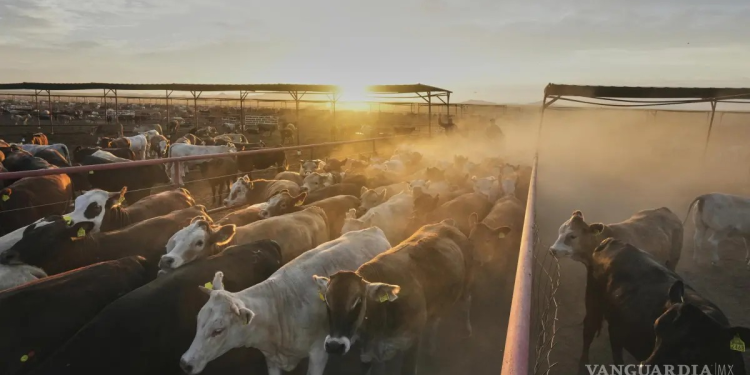 Sobreoferta de carne y gusano barrenador presionan al sector ganadero de México: AMEG