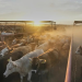 Sobreoferta de carne y gusano barrenador presionan al sector ganadero de México: AMEG