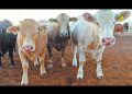 Sobreoferta de carne amenaza con desarticular la producción nacional