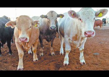 Sobreoferta de carne amenaza con desarticular la producción nacional