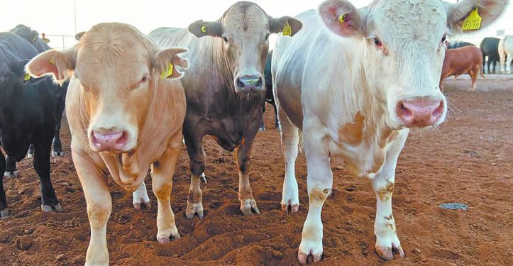 Sobreoferta de carne amenaza con desarticular la producción nacional