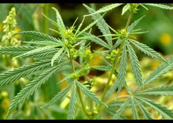 Corte permite cannabis en alimentos para consumo personal