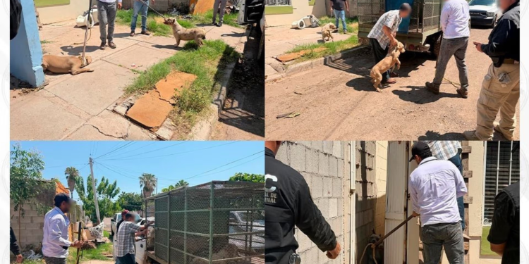 Sujeto a Prisión por Presunto Intento de Homicidio y Robo con Violencia en Nogales