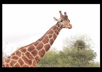 El Centro Ecológico de Sonora suma especies, registra 73 nacimientos y reabre infraestructura tras remodelación