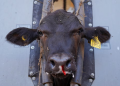 EEUU flexibiliza el veto por gusano barrenador al ganado mexicano, pero el precio de la carne de res no bajará pronto