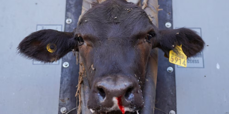 EEUU flexibiliza el veto por gusano barrenador al ganado mexicano, pero el precio de la carne de res no bajará pronto