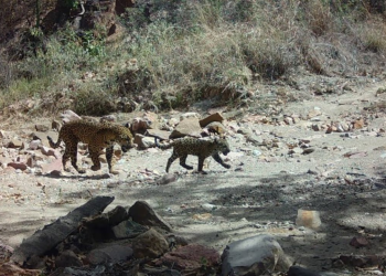 Registran Nacimiento de Jaguar en Sonora: Es el Décimo en los Últimos 20 Años