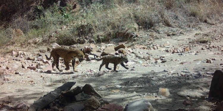 Registran Nacimiento de Jaguar en Sonora: Es el Décimo en los Últimos 20 Años