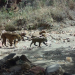 Registran Nacimiento de Jaguar en Sonora: Es el Décimo en los Últimos 20 Años