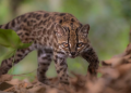 El tilcayo, primer felino salvaje descubierto en más de cien años