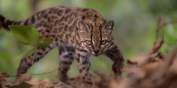El tilcayo, primer felino salvaje descubierto en más de cien años