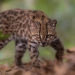 El tilcayo, primer felino salvaje descubierto en más de cien años