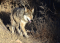 El lobo mexicano, clave para el equilibrio ecológico, está en la mira de Trump