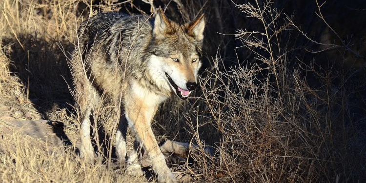 El lobo mexicano, clave para el equilibrio ecológico, está en la mira de Trump