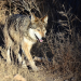 El lobo mexicano, clave para el equilibrio ecológico, está en la mira de Trump