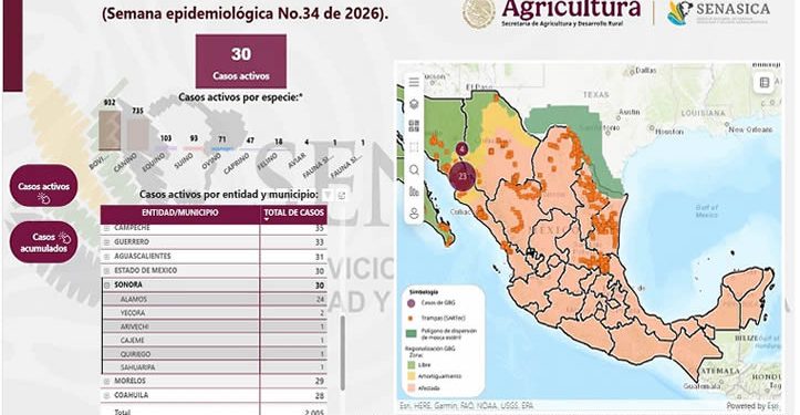 Llega Gusano Barrenador a Cajeme; suman 30 casos activos en Sonora