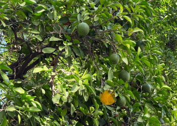 Por Esta Razón se Quitan las Naranjas Frente al Palacio Antes del Grito en Hermosillo