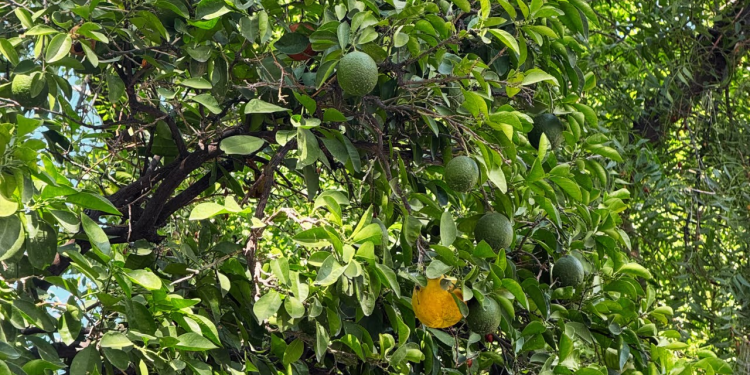 Por Esta Razón se Quitan las Naranjas Frente al Palacio Antes del Grito en Hermosillo