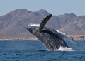 Más de 100 científicos piden frenar proyectos de gas natural en el Golfo de California