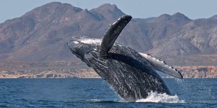 Más de 100 científicos piden frenar proyectos de gas natural en el Golfo de California