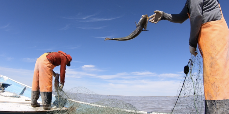 Adelantan temporada de curvina golfina en hábitat de vaquita marina