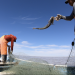 Adelantan temporada de curvina golfina en hábitat de vaquita marina