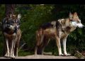 Trump va contra el lobo gris mexicano; busca quitarle protección