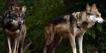 Trump va contra el lobo gris mexicano; busca quitarle protección