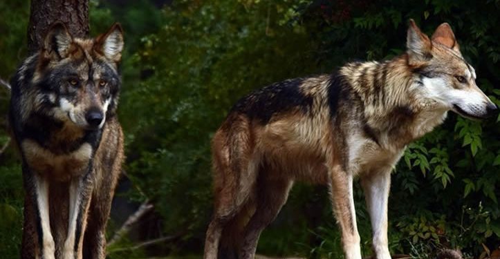 Trump va contra el lobo gris mexicano; busca quitarle protección