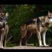 Trump va contra el lobo gris mexicano; busca quitarle protección